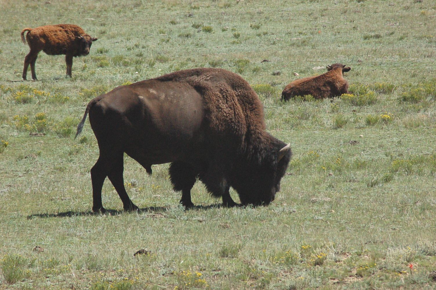 Buffalo 